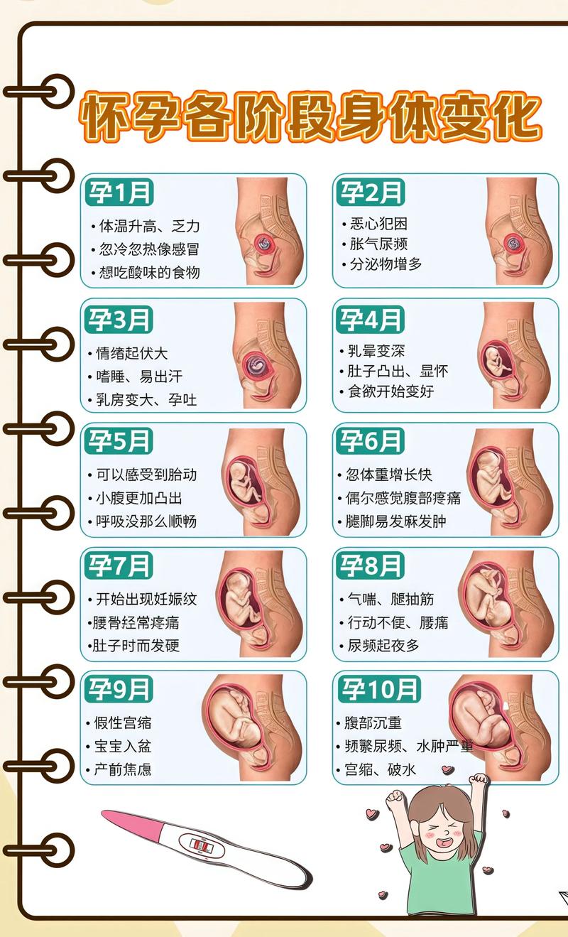 揭秘供卵代孕妈妈怀孕小腹分两节，孕期变化的奥秘通化代生机构: